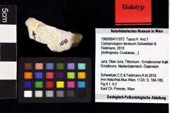 Foto (Objket + Etiketten) von Cycloprosopon devexum (Schweitzer & Feldmann, 2010) 